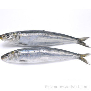 sardine migliori congelate sardine fresche congelate